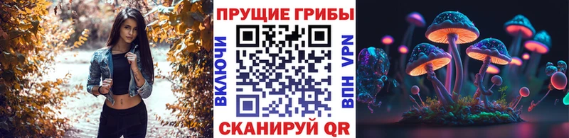Купить  Стародуб  Галлюциногенные грибы GOLDEN TEACHER 